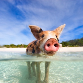 Bahamas Pig